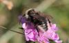 Bombus sp.